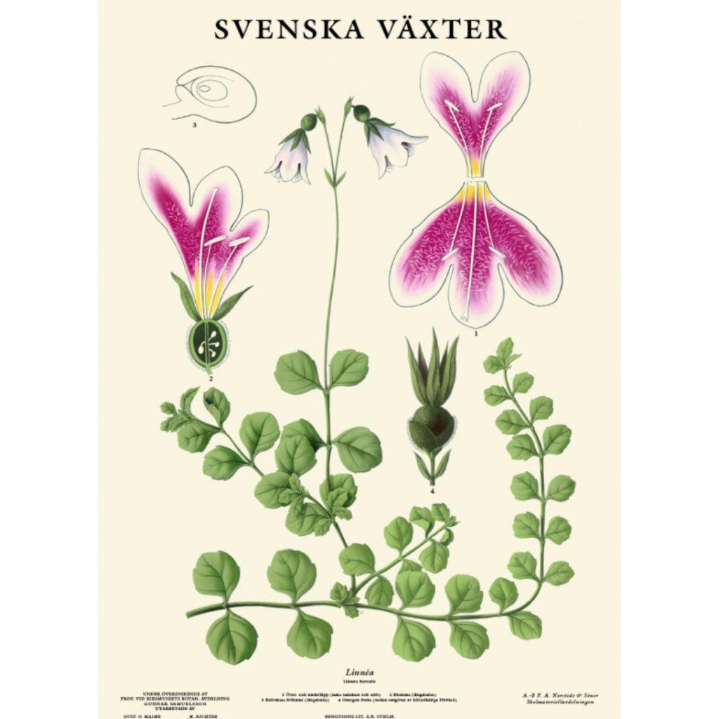 Poster_Linnea_Mys-Shop