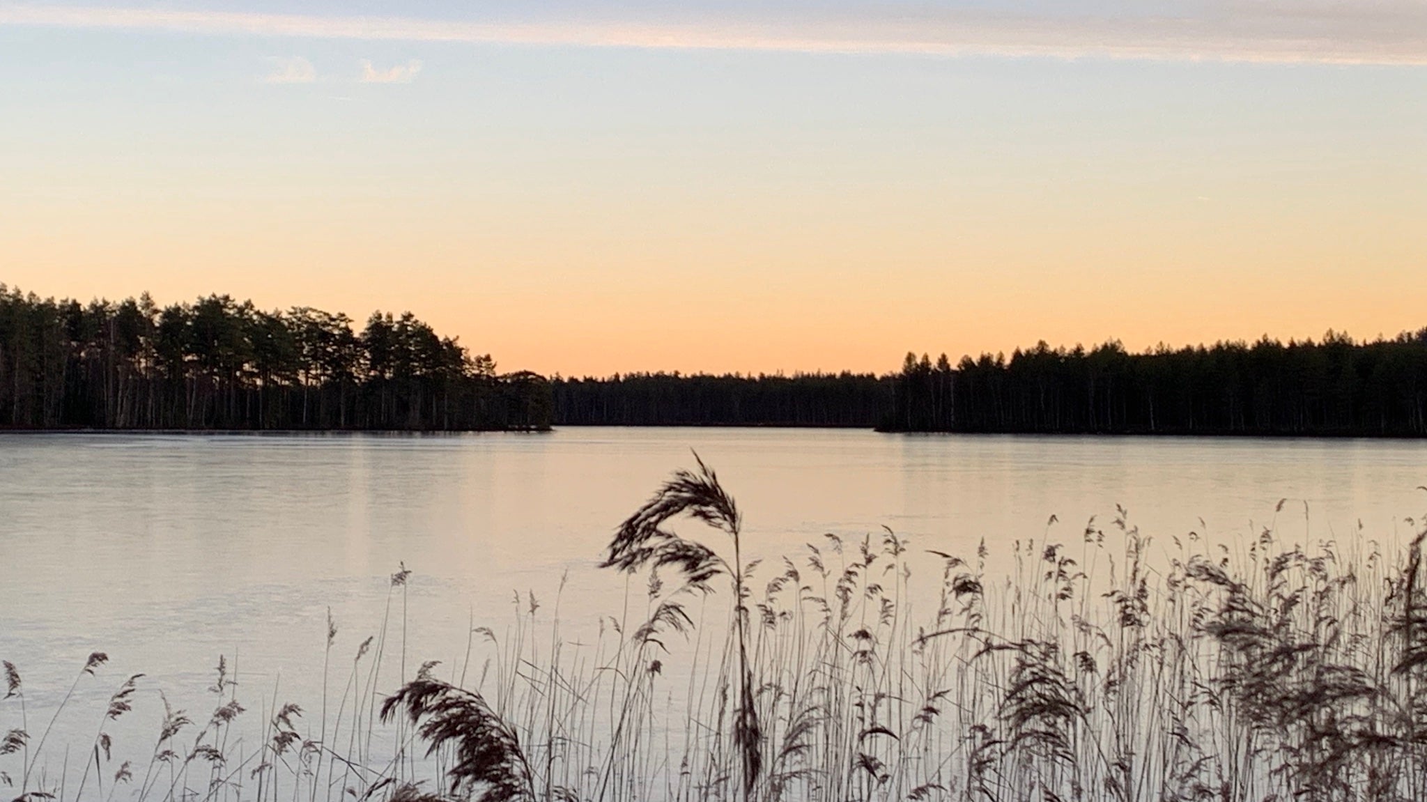 Gras am See im Abendlicht