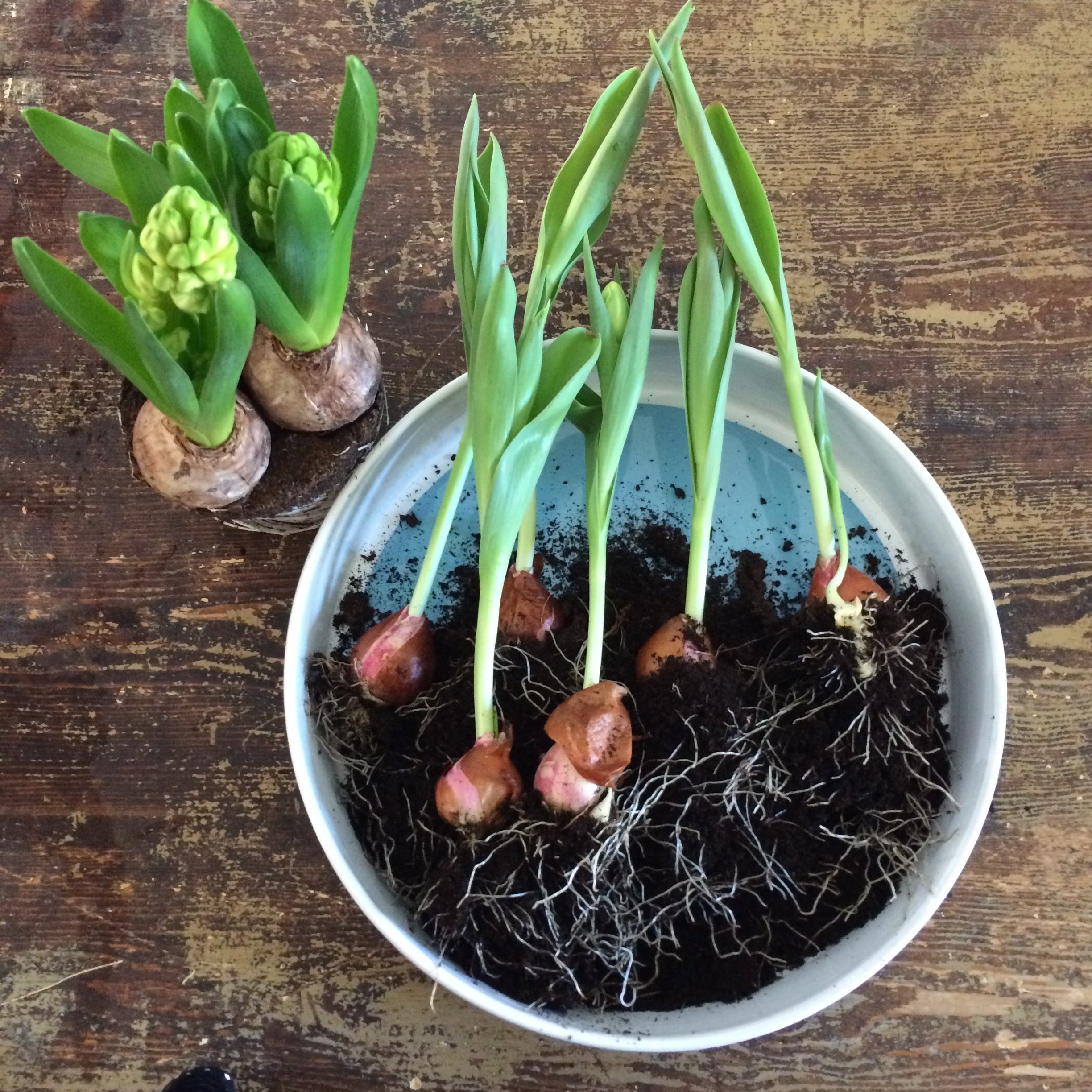 Schale mit blauem Punkt am Boden mit Frühblühern
