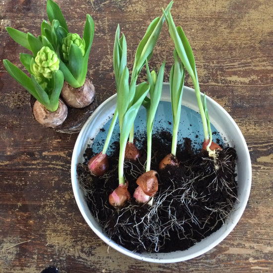 Schale mit blauem Punkt am Boden mit Frühblühern