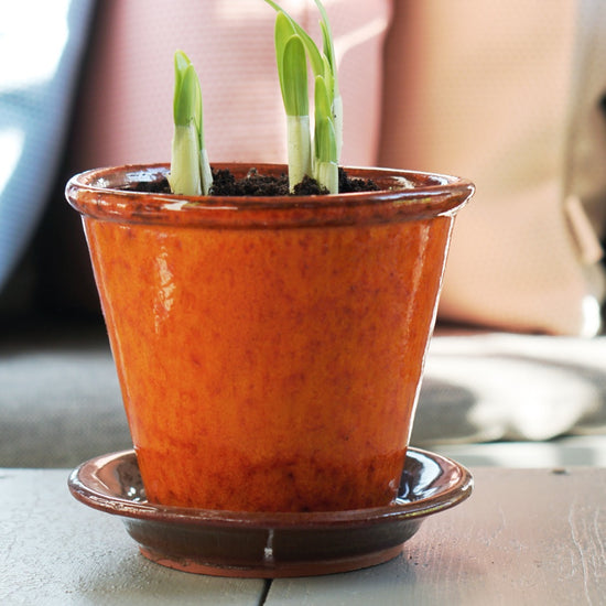 Blumentopf orange mit Narzissen