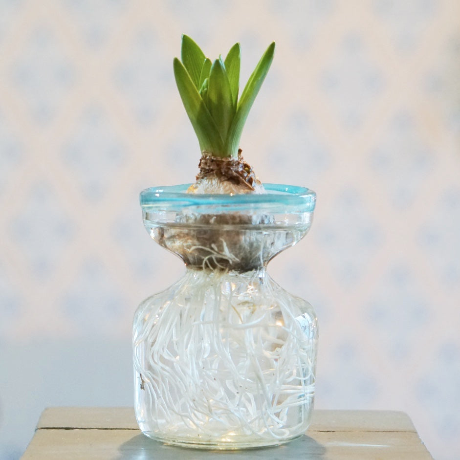 glasklare Hyazinthen Vase mit hellblauem Rand mit Hyazinthenzwiebel deren Wurzel sich im unteren Teil der Vase ausbreitet