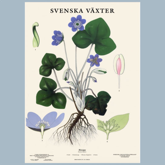 Poster_Svenska_Vaexter_Blasippa_Grunne_Mys-Shop