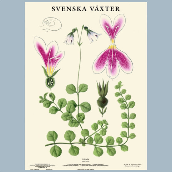 Poster_Svenska_Vaexter_Linnea_Grunne_Mys-Shop
