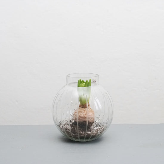 Vase_Alinde_klein_Hyazinthe_weiss_Stroemshaga_Mys-Shop